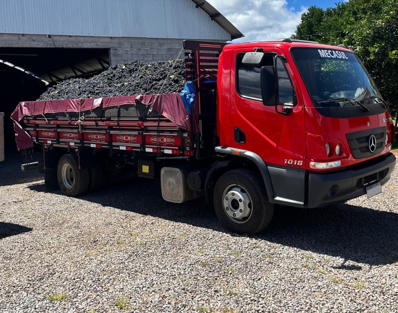 accelo 1016  2019 flores da cunha